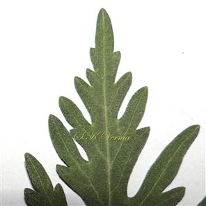  Leaf apex-Adaxial view